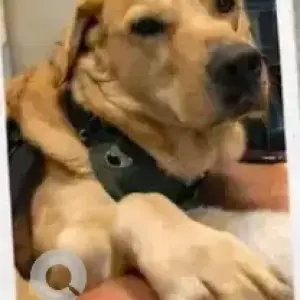 A White Labrador Dog Missing from Ulsoor lake, RMZ building-3