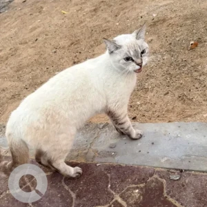 A White Domestic Shorthair Cat Found from Near Rabdan Mall