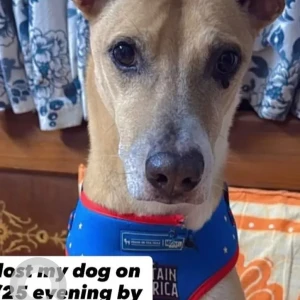 A White-Brown Mix Indie Dog Missing from New Delhi