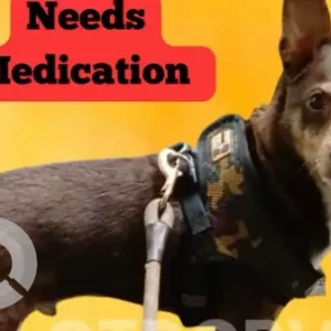 A White-Brown Mix Terrier/Chihuahua Mix Dog Missing from staples street