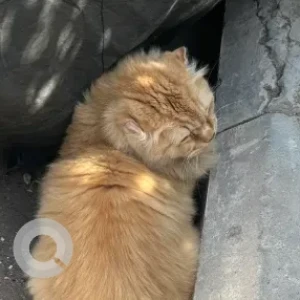 A Light Brown Persian Cat Found from Sara International School (Al Safa)