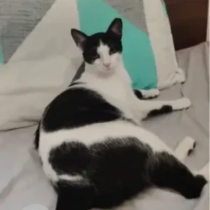 A Black and White Domestic Shorthair Cat Missing from Sports City Champion Tower 1