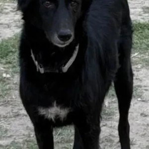 A Black Indie Dog Missing from Sector 52, Noida