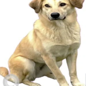 A Brown Hound/Lab mix Dog Missing from Salisbury Ave. near Hamilton Elementary.