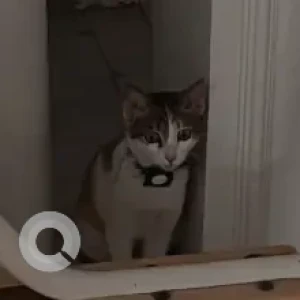 A Grey-White Mix Indie Cat Found from Sector 15