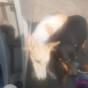 A White-Brown Mix Indie Dog Missing from High Park Society, NIBM Undri road