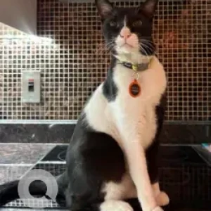 A Black and White Devon Rex Cat Missing from Yansoon, Al Manzil, Downtown