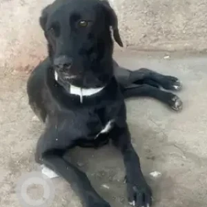 A Black Indie mix Dog Found from Santosh Hospital