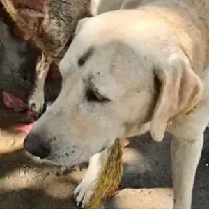 A White Labrador Dog Found from KSTRC layout