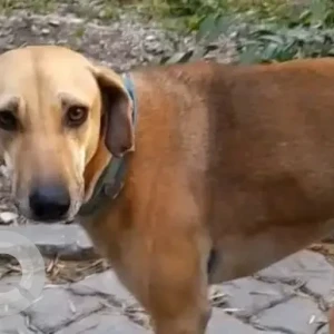 A White-Brown Mix Indie Dog Missing from Pitampura-2