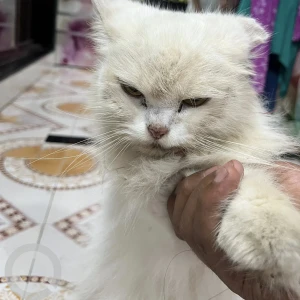 A White-Brown Mix Persian Cat Found from Pune-2