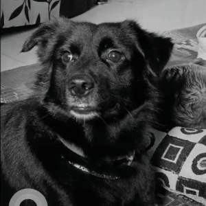 A Black Indie Dog Missing from Dattnagar Katraj