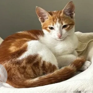 A White-Brown Mix Domestic Shorthair Cat Found from Springs 15, Street 1