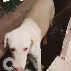 A White Indie Dog Missing from Princess park, Sec- 86, Faridabad