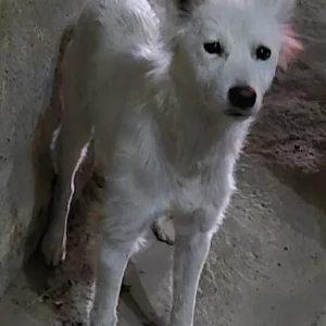 A White Pomeranian Dog Found from Sector 48, Gurgaon
