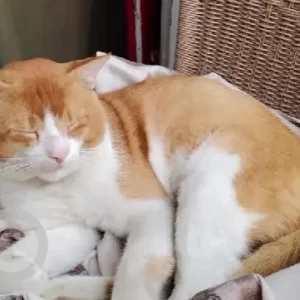 A White-Brown Mix Indie Cat Missing from Kanaka Nagar, RT Nagar-3