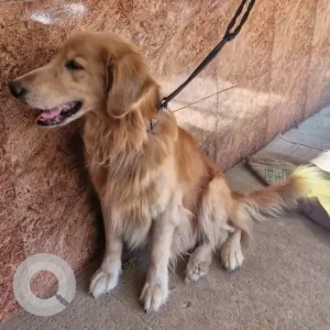 A Brown Golden Retriever Dog Found from Asha Tiffins, AECS Layout, opp Temple