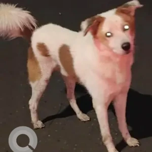 A White-Brown Mix Indie Dog Found from Cooke Town, Bengaluru
