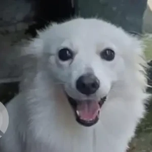 A White India Spitz Dog Missing from Papunallah
