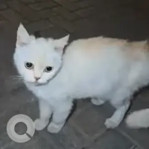 A White Domestic Shorthair Cat Found from Barsha South Aswaaq Parking