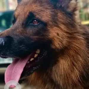 A Black and Brown German Shepherd Dog Missing from Kempegowda Layout-3