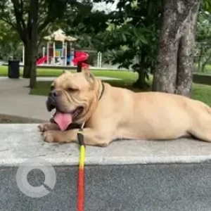 A Brown Bully Dog Found from Rayasandra, Bengaluru-2