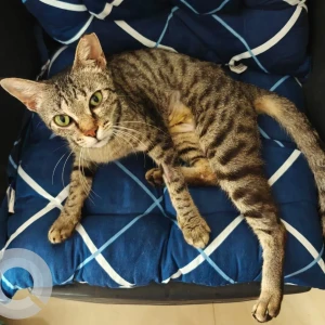 A Black and Brown Tabby Cat Found from Onyx, Pink city road, Wakad