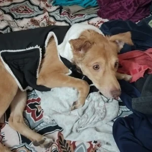 A White-Brown Mix Indie Dog Missing from Sector 55, A1 block-2