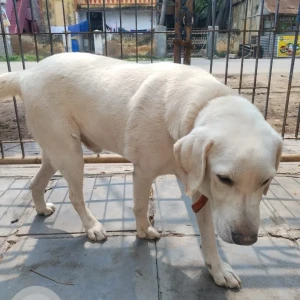 A White Labrador Dog Found from Koodal Nagar, Madurai