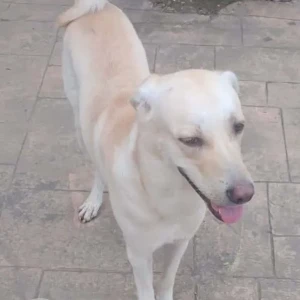 A White-Brown Mix Indie Dog Missing from Marine Lines, Mumbai