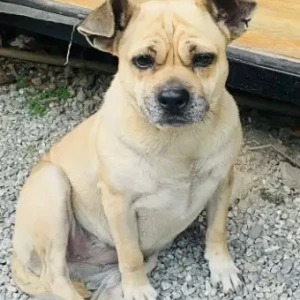A Light Brown Pug cross Dog Found from Budhanilkantha chapali ncell chowk (Aayu cafe and restaurant)