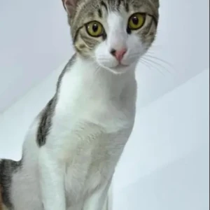 A White-Brown Mix Domestic Shorthair Cat Missing from Karama Street