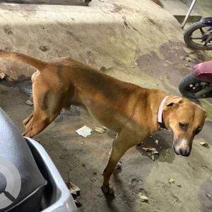 A White-Brown Mix Indie Dog Found from New Delhi