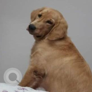 A Golden Indie Dog Missing from Kukatpally, Hyderabad