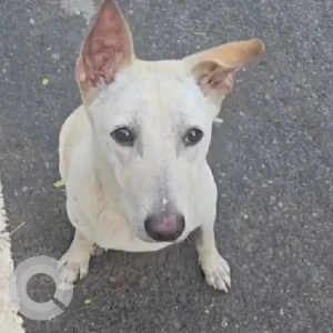 A White-Brown Mix Indie Dog Missing from Bengaluru-2