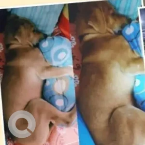 A White-Brown Mix Indie Dog Missing from Kalighat-3