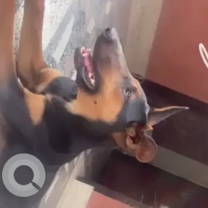 A Black and Brown Doberman Dog Found from Maharajgunj-2