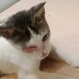 A White and Grey Indie Cat Missing from Prabhadevi, Mumbai-2