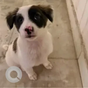 Female Indie Dog Adoption for Adoption in Gurgaon