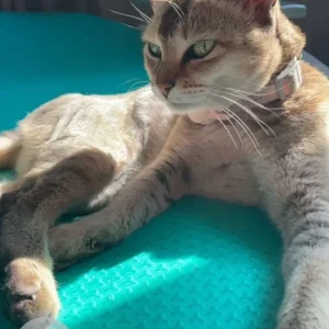 A Light Brown Domestic Shorthair Cat Missing from Lokanthali Manohara Park, Bhaktapur-2