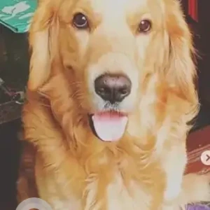 A Golden Golden Retriever Dog Missing from Jayanagar, Lalbhag-2