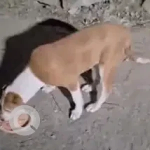 A White-Brown Mix Indie Dog Missing from Cambridge Layout-2