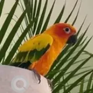 A Orange Sun Conure Bird Missing from Cox Town near Windsor-2