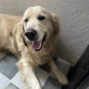 A White Golden Retriever Dog Missing from Banashankari, Bengaluru