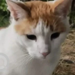 A White-Brown Mix Domestic Shorthair Cat Found from Reem Island