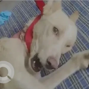 A White Indie Dog Missing from Rohini Sector-21-2