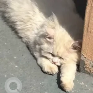 A White Persian Cat Missing from Kalyan Nagar-2