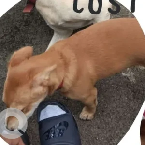 A White-Brown Mix Indie Dog Missing from Big Mishra Peda, Taleigao-2