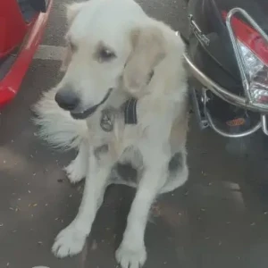 A White Indie Dog Found from Srinagar colony, Saidapet-2