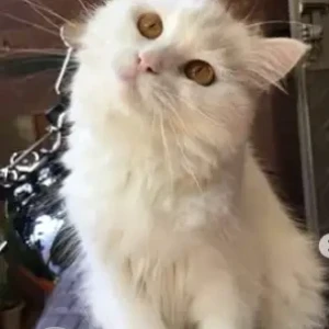 A White Persian Cat Missing from HRBR Layout, Kalyan Nagar-2